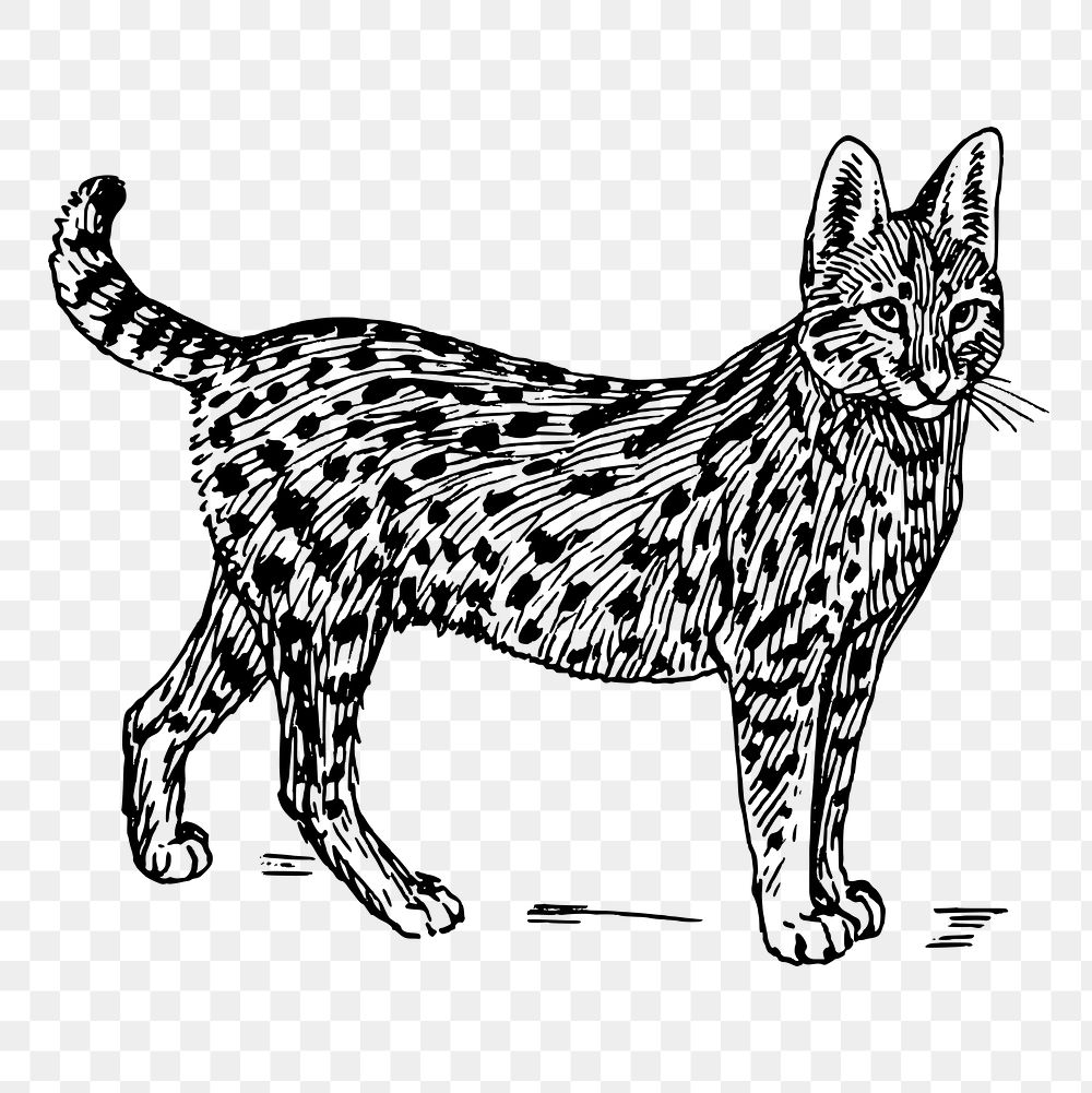 Vintage serval, wild cat clipart, transparent background. Free public domain CC0 graphic