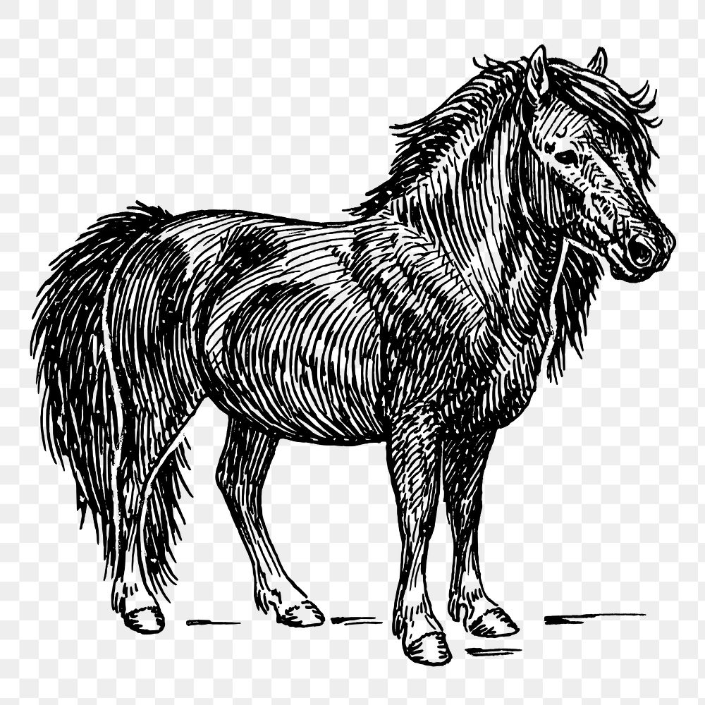 Shetland pony png, animal clipart, transparent background. Free public domain CC0 graphic