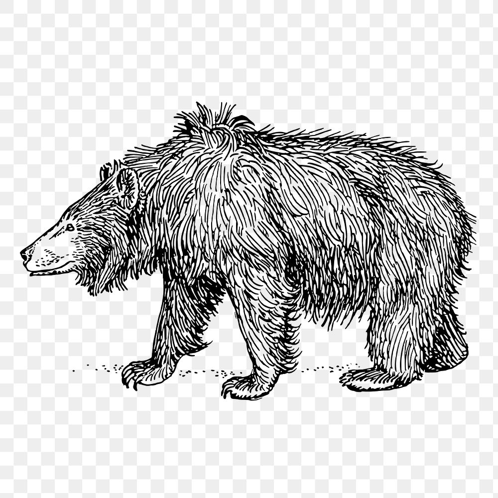 PNG sloth bear, vintage animal clipart, transparent background. Free public domain CC0 graphic