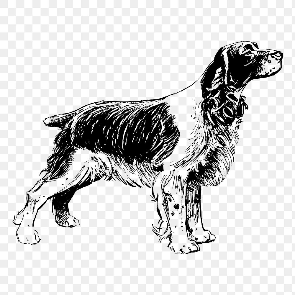 PNG spaniel dog, animal clipart, transparent background. Free public domain CC0 graphic