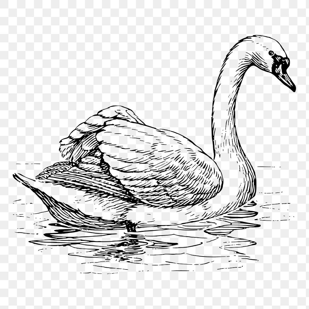 Swan png, vintage bird clipart, transparent background. Free public domain CC0 graphic