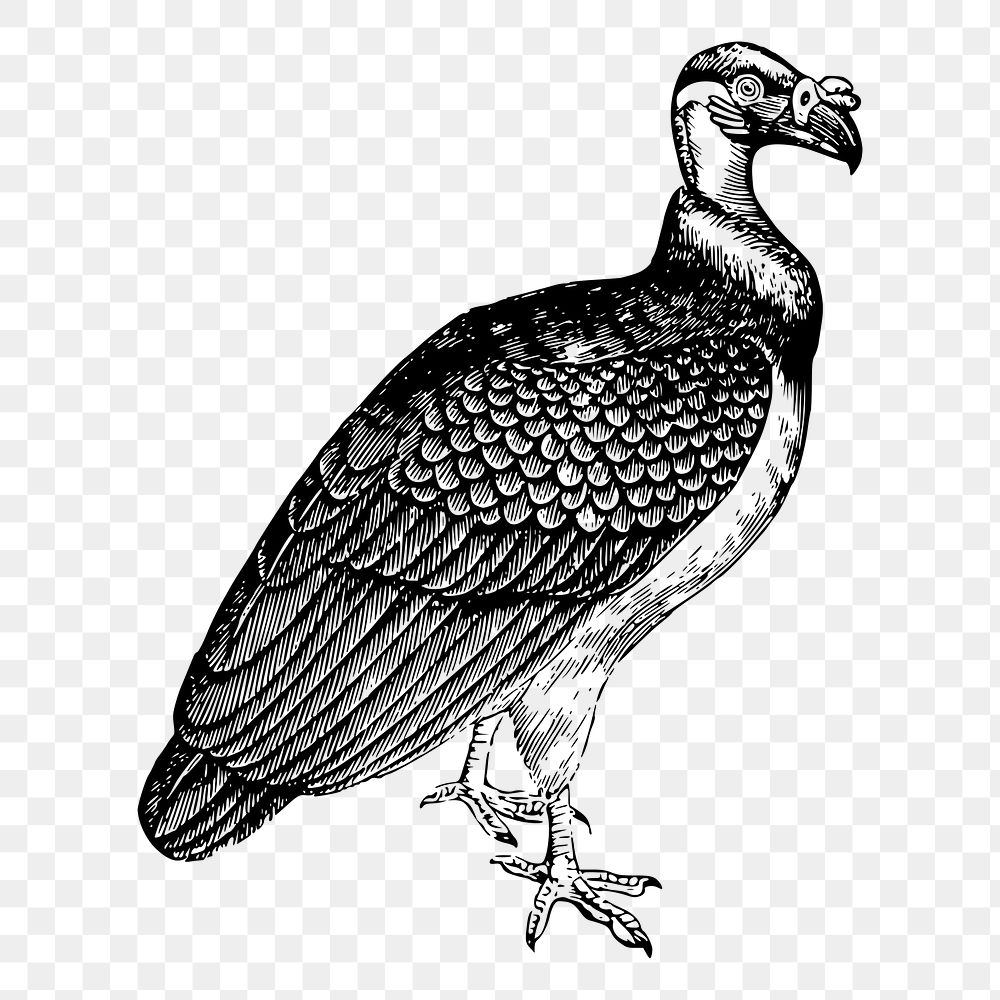 King vulture png, vintage animal clipart, transparent background. Free public domain CC0 graphic