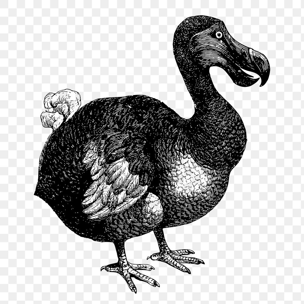 PNG dodo bird, animal clipart, transparent background. Free public domain CC0 graphic