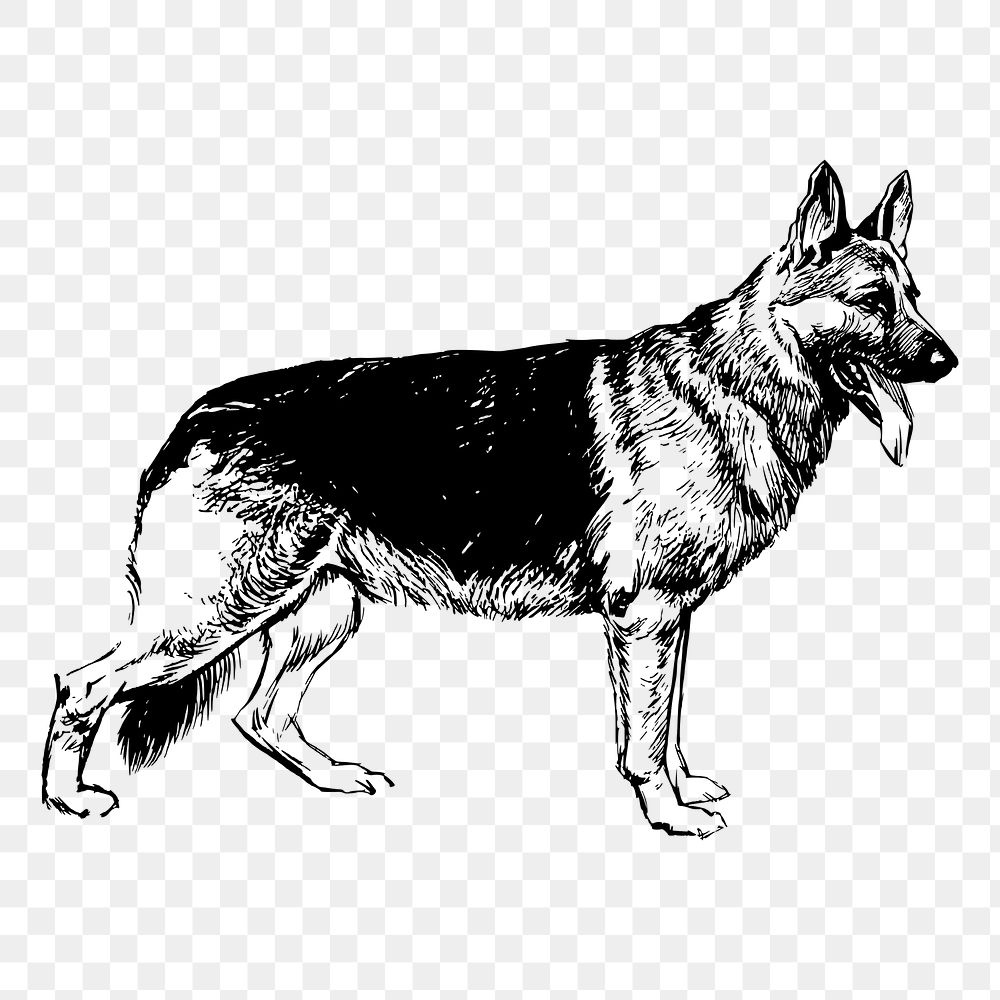 German Shepherd dog png drawing sticker vintage illustration, transparent background. Free public domain CC0 image.