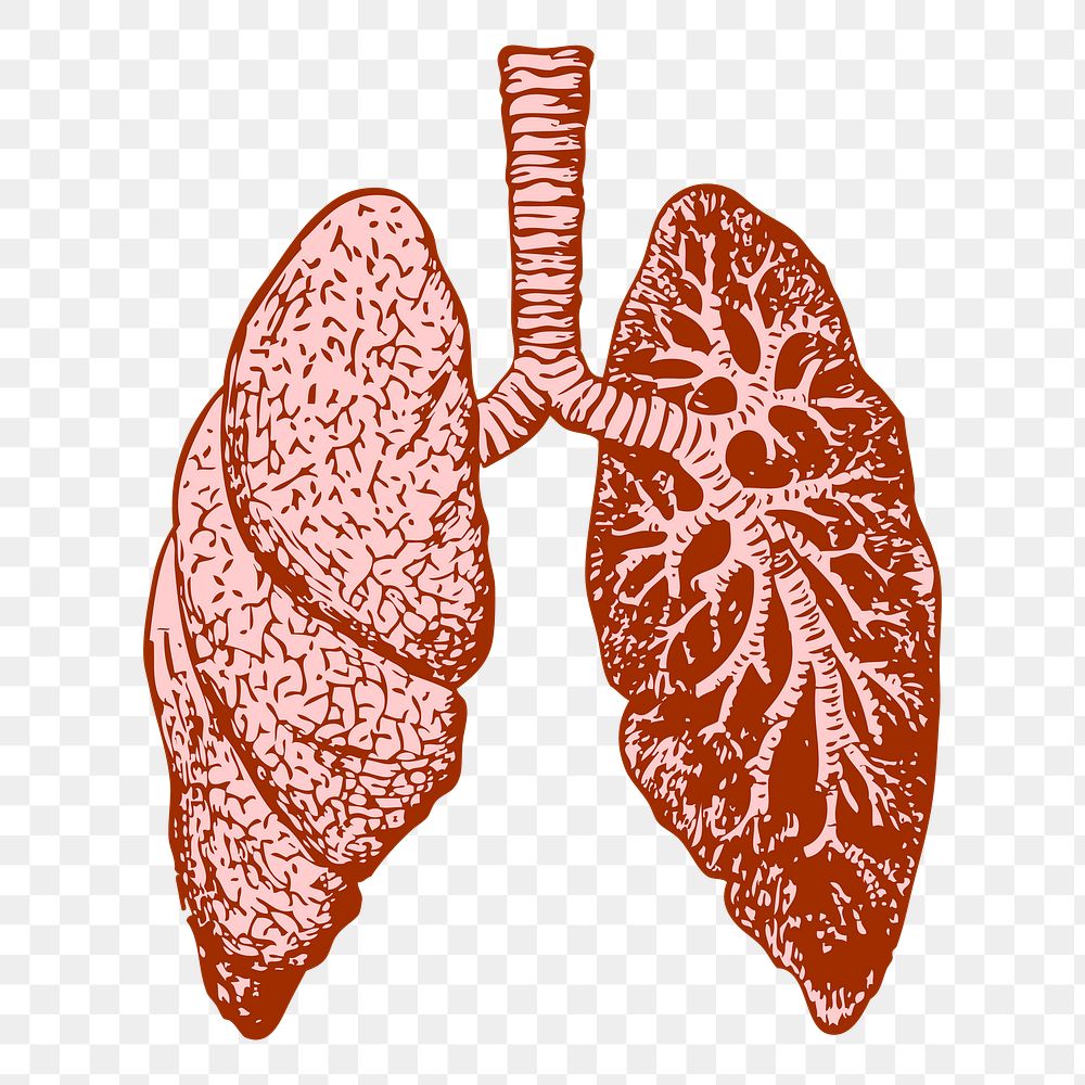 Lungs png, anatomy sticker vintage illustration, transparent background. Free public domain CC0 image.
