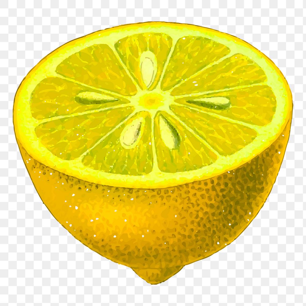 Lemon fruit png sticker vintage illustration, transparent background. Free public domain CC0 image.