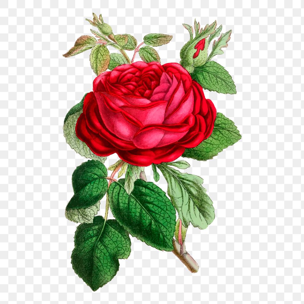 Garden rose png sticker vintage illustration, transparent background. Free public domain CC0 image.