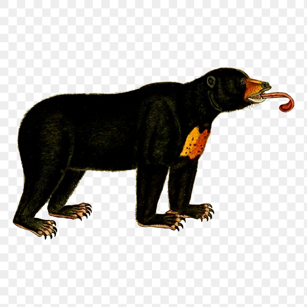 Bear png, wild animal sticker vintage illustration, transparent background. Free public domain CC0 image.