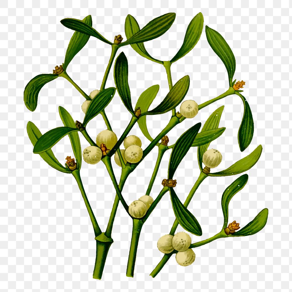 Mistletoe branch png sticker vintage illustration, transparent background. Free public domain CC0 image.