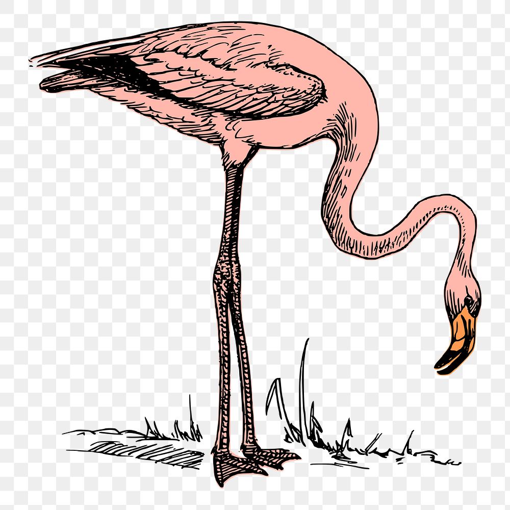 Pink flamingo png sticker vintage illustration, transparent background. Free public domain CC0 image.