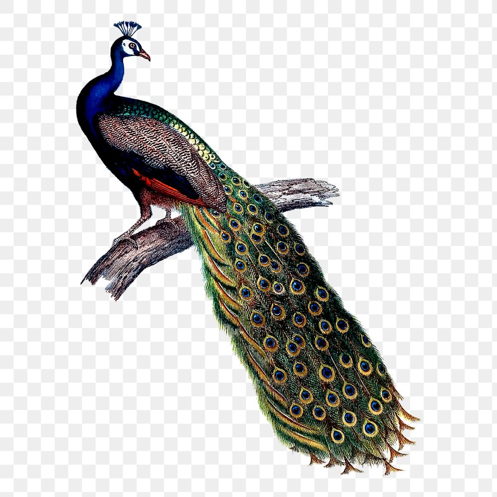 Beautiful peacock png sticker vintage illustration, transparent background. Free public domain CC0 image.