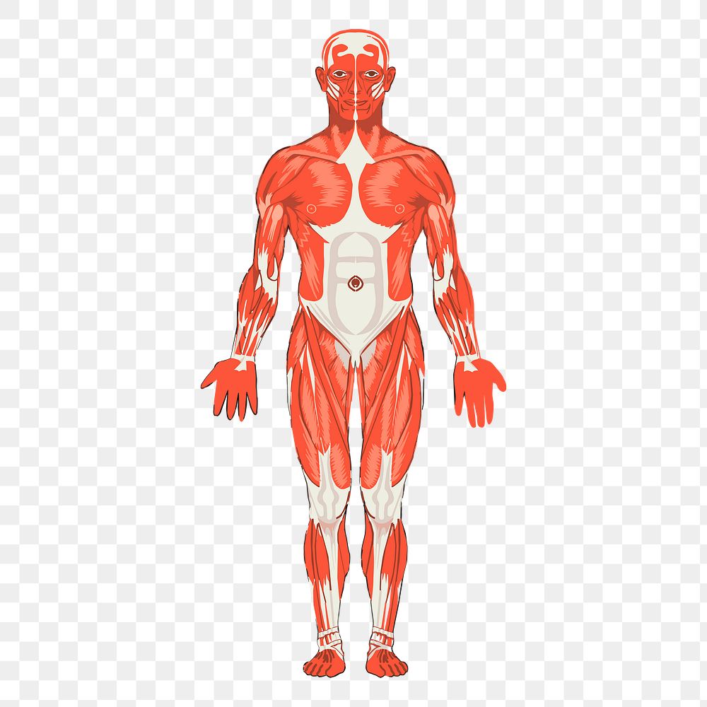 Human body anatomy png sticker vintage illustration, transparent background. Free public domain CC0 image.