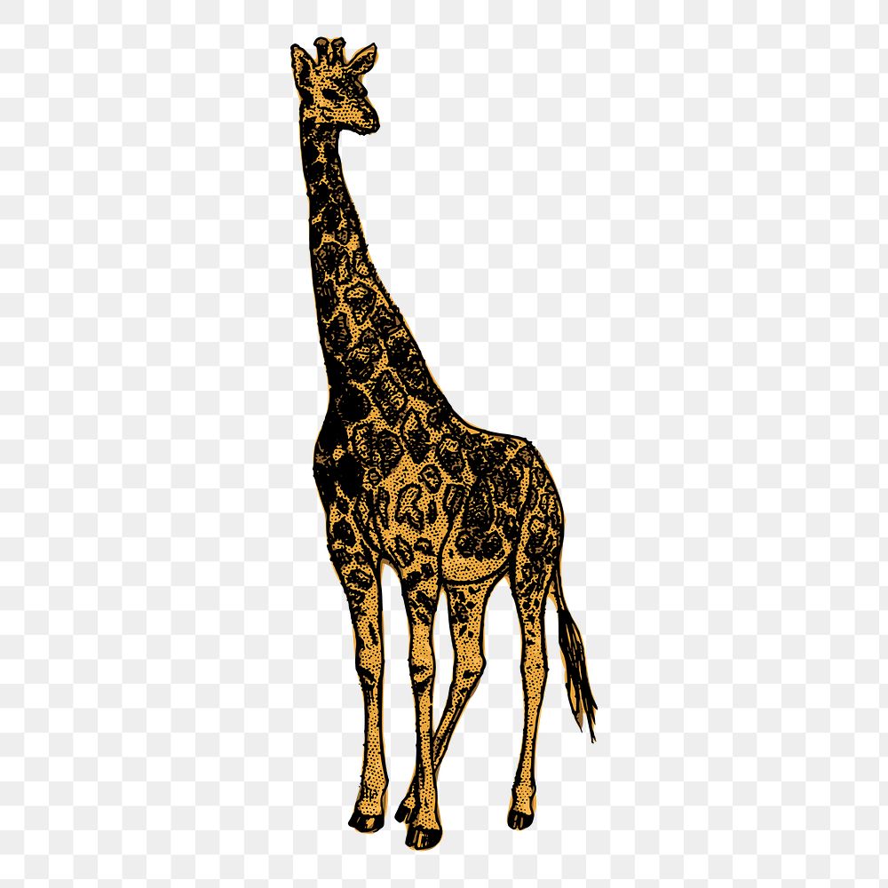 Giraffe png, wild animal sticker vintage illustration, transparent background. Free public domain CC0 image.