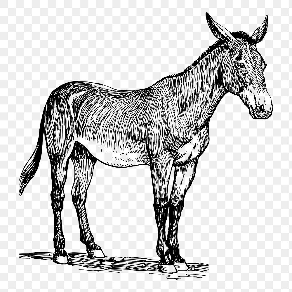 Donkey drawing png, farm animal sticker vintage illustration, transparent background. Free public domain CC0 image.