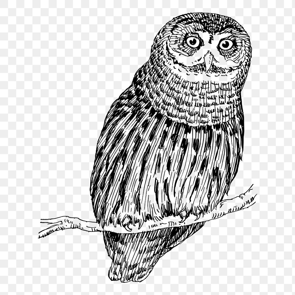 Owl drawing png sticker vintage illustration, transparent background. Free public domain CC0 image.