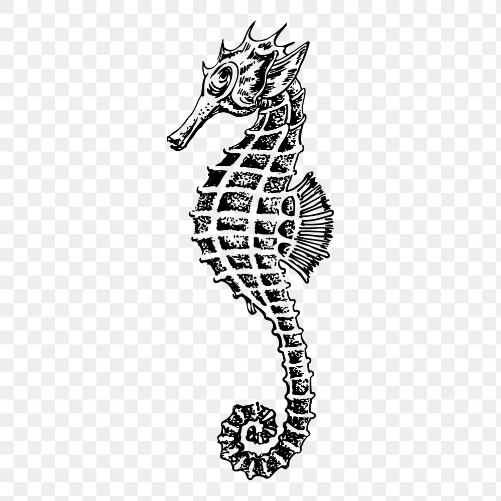 Seahorse drawing png, underwater animal sticker vintage illustration, transparent background. Free public domain CC0 image.