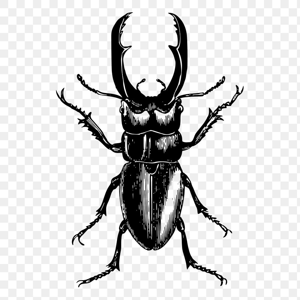 Beetle insect png drawing sticker vintage illustration, transparent background. Free public domain CC0 image.