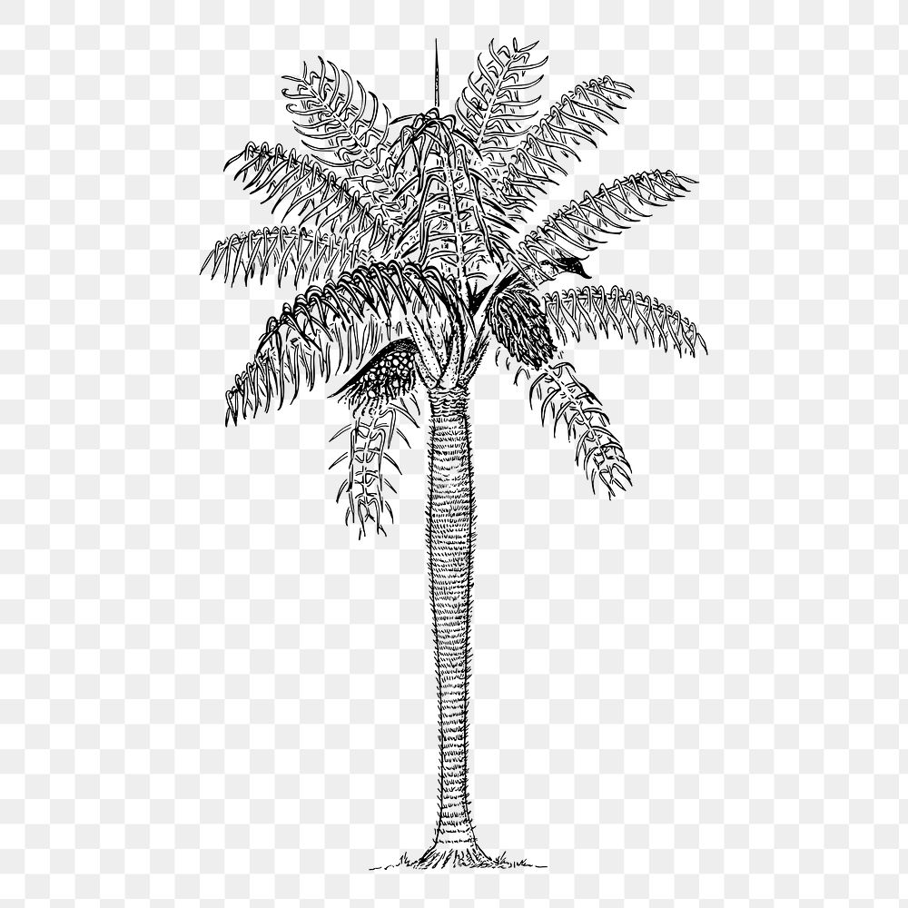 Coconut palm png, tree sticker vintage illustration, transparent background. Free public domain CC0 image.