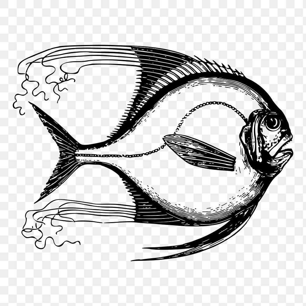 Saltwater fish png drawing sticker vintage illustration, transparent background. Free public domain CC0 image.