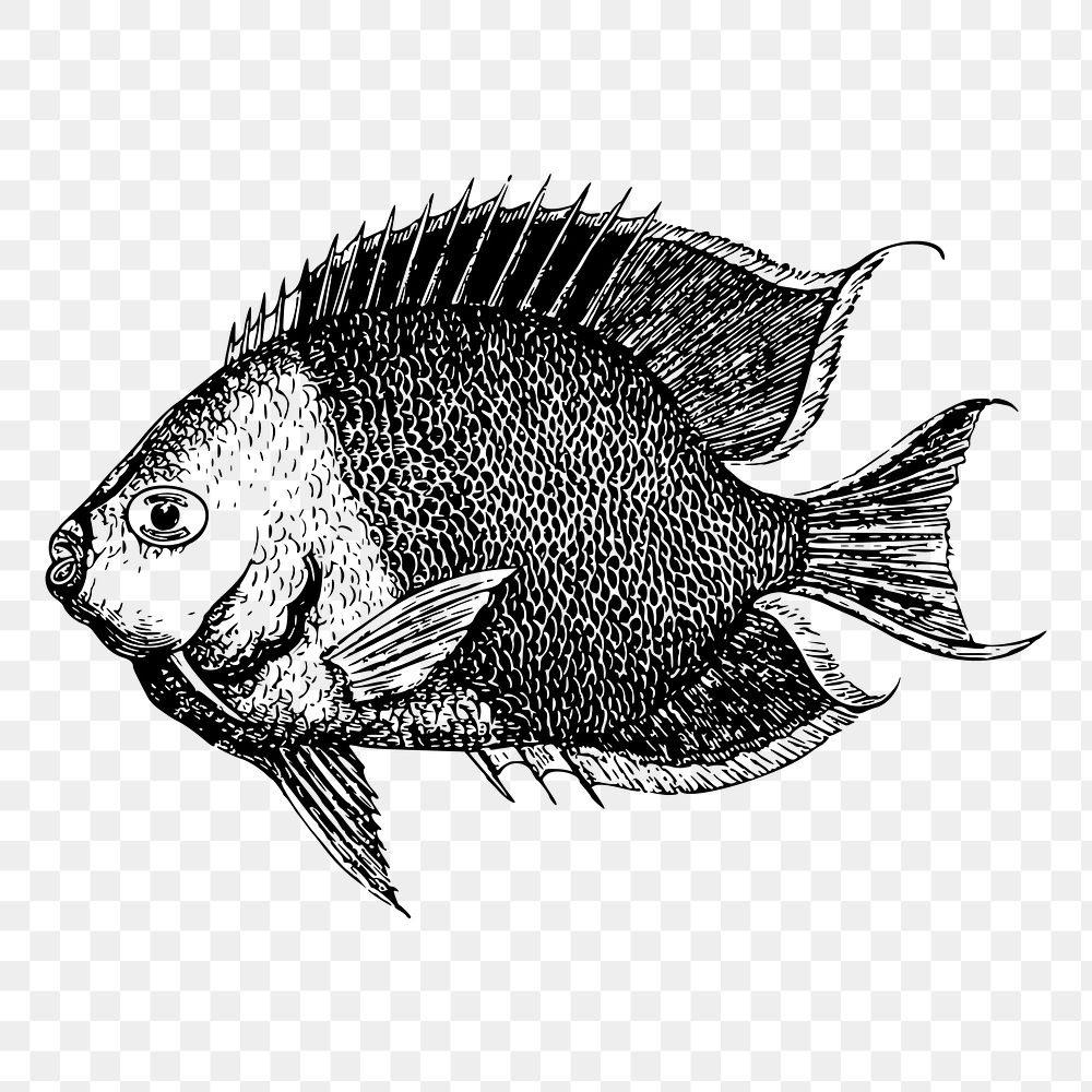 Saltwater fish png drawing sticker vintage illustration, transparent background. Free public domain CC0 image.