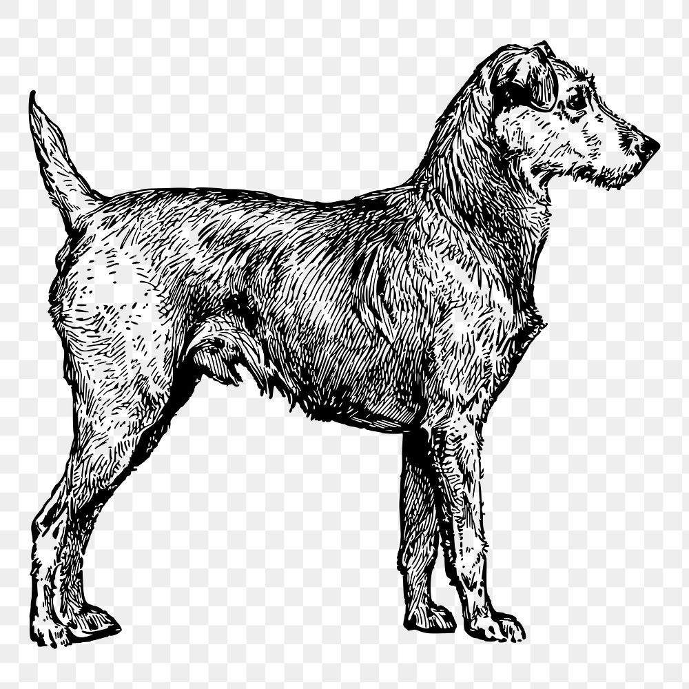 Irish Terrier dog drawing png sticker vintage illustration, transparent background. Free public domain CC0 image.