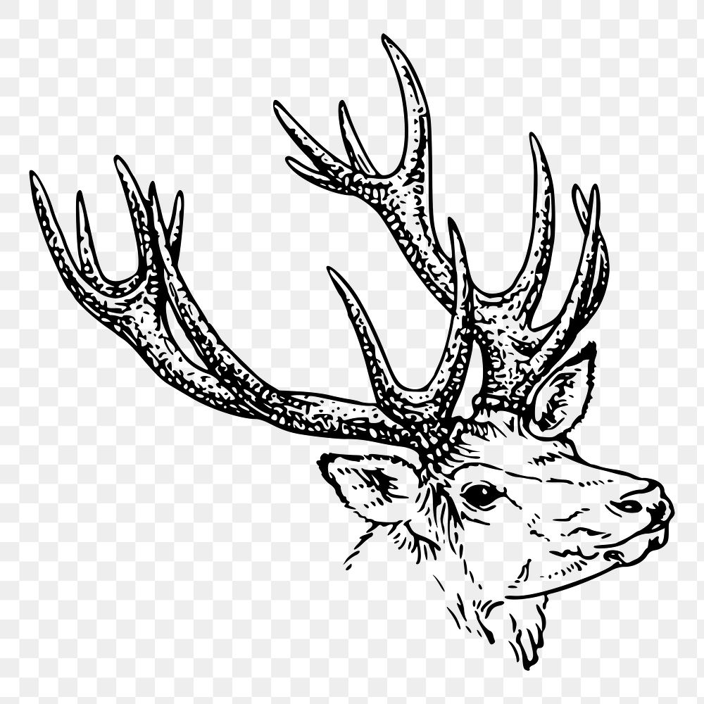 Reindeer stag png sticker drawing vintage illustration, transparent background. Free public domain CC0 image.