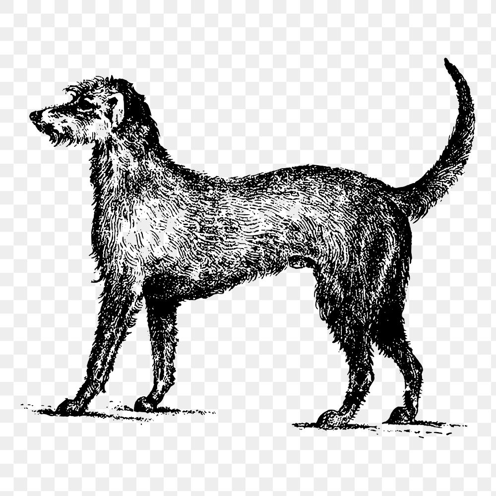 Irish Wolfhound dog png drawing sticker vintage illustration, transparent background. Free public domain CC0 image.