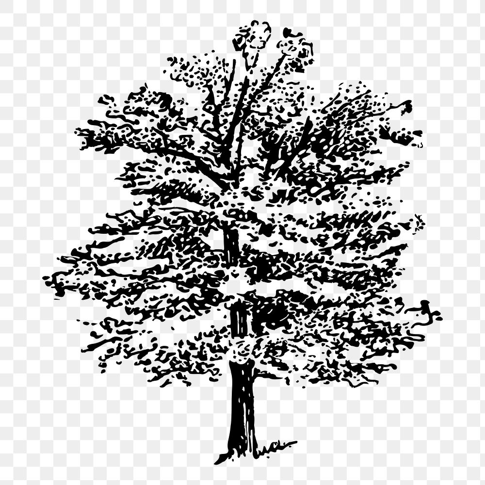 Oak tree png sticker vintage illustration, transparent background. Free public domain CC0 image.