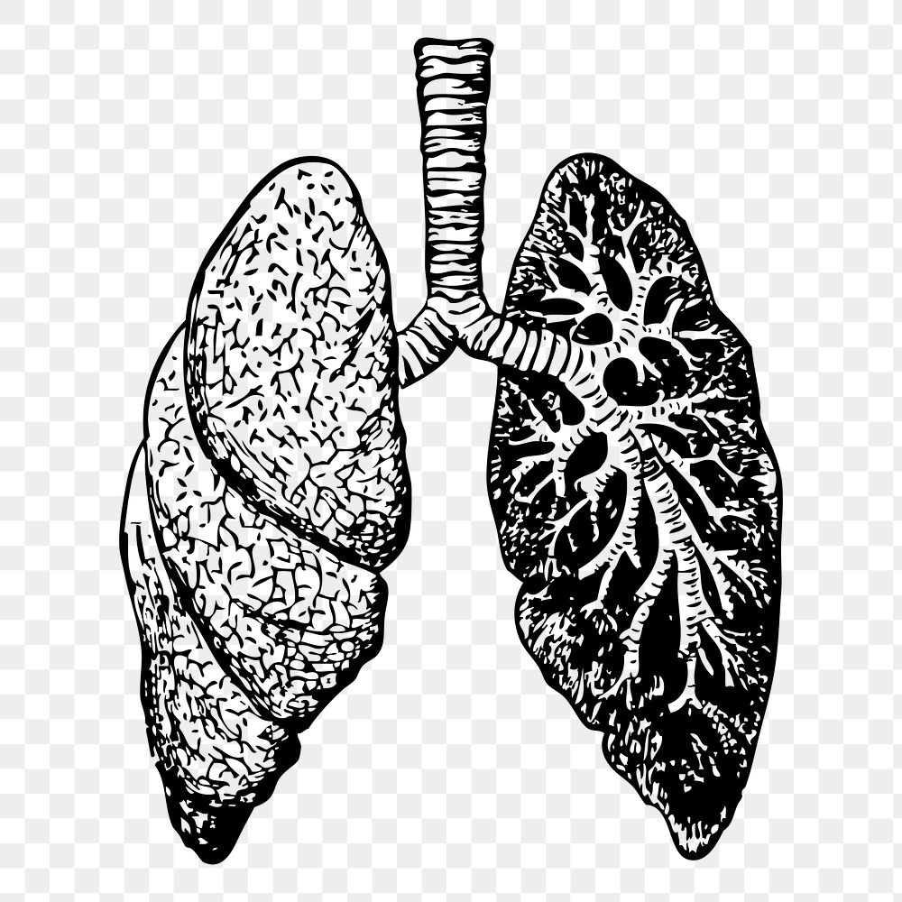 Lungs png, anatomy png sticker vintage illustration, transparent background. Free public domain CC0 image.