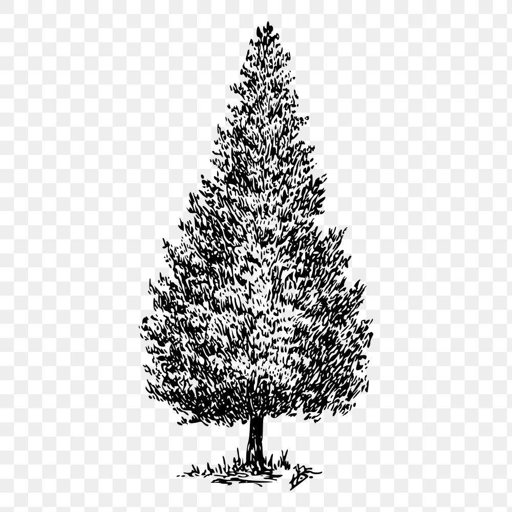 Cedar tree png sticker vintage illustration, transparent background. Free public domain CC0 image.