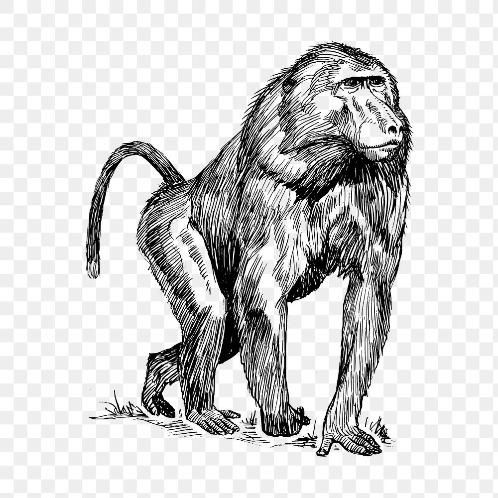 Baboon png, wild animal drawing sticker vintage illustration, transparent background. Free public domain CC0 image.
