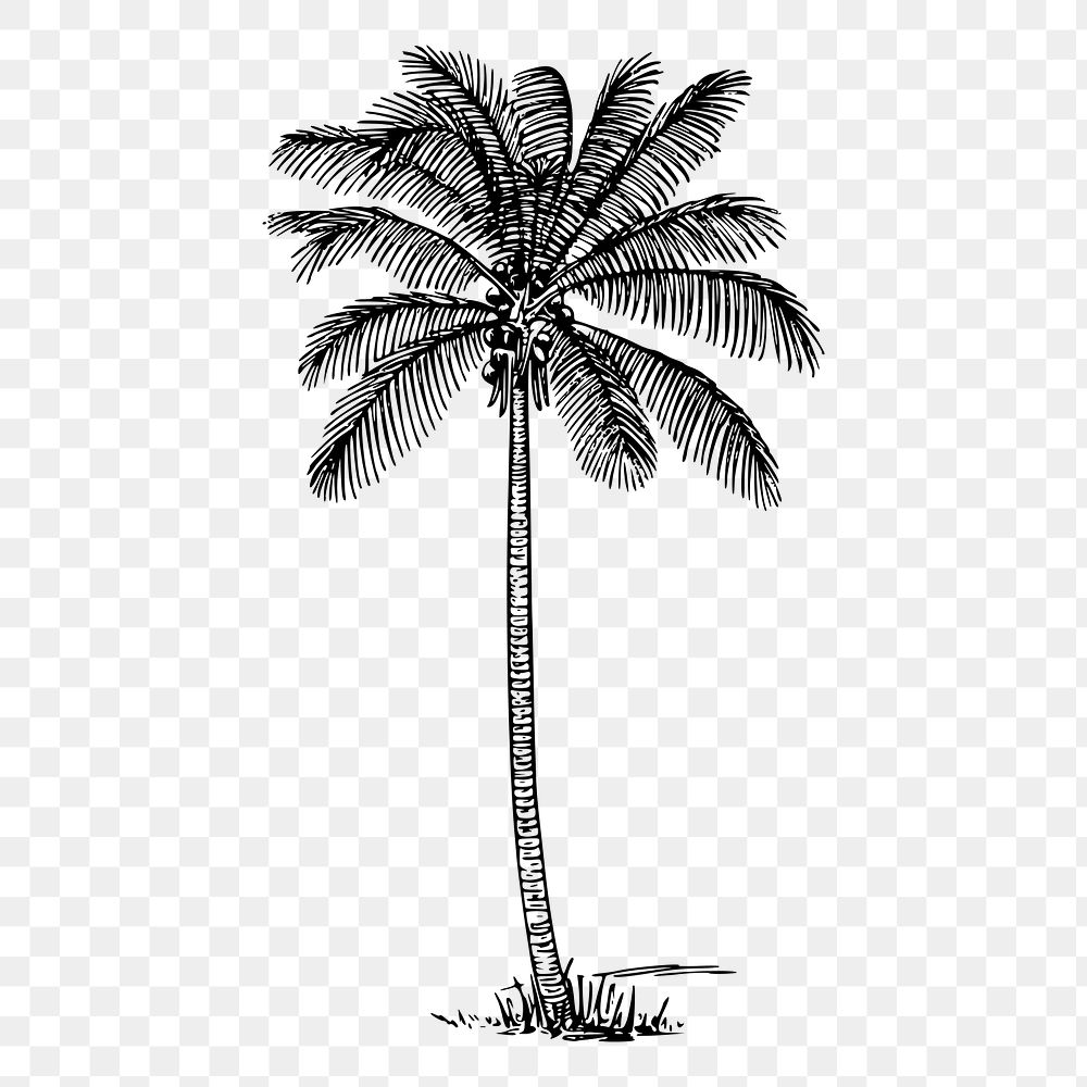 Coconut palm tree png sticker vintage illustration, transparent background. Free public domain CC0 image.