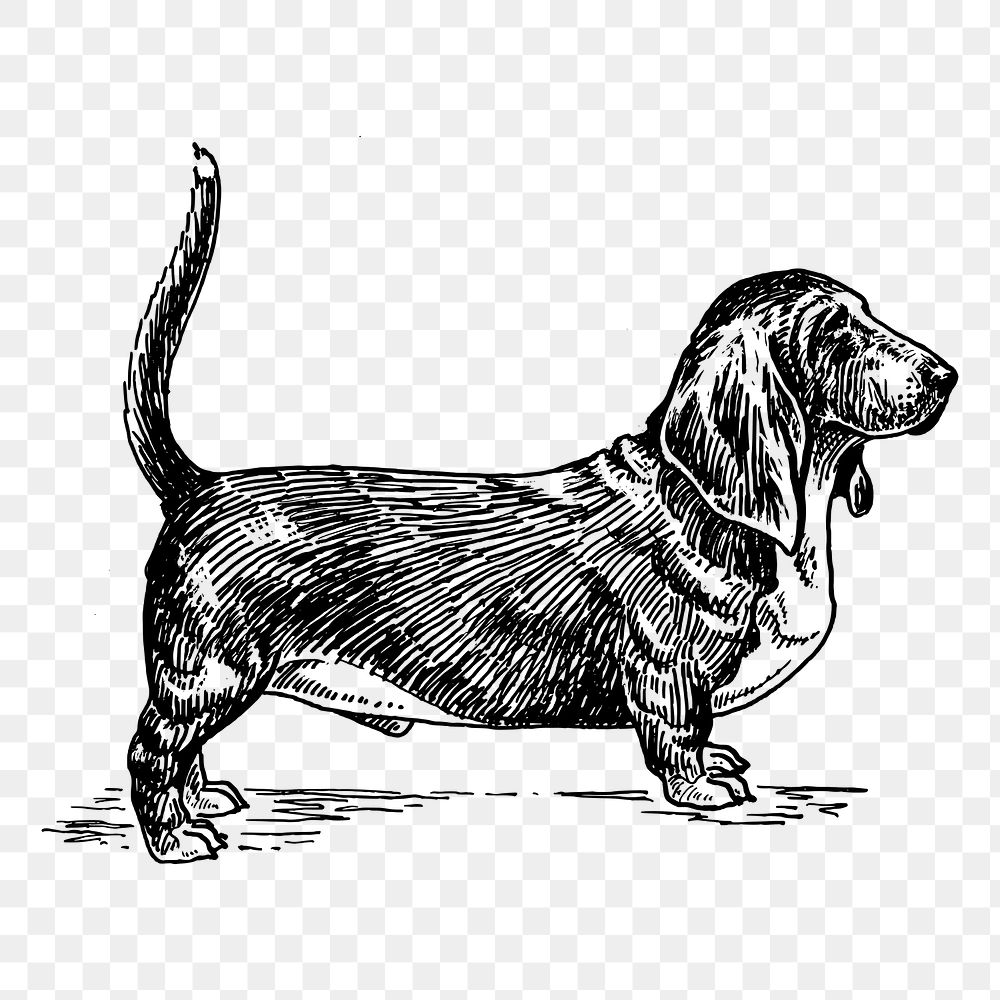 Basset hound dog png drawing sticker vintage illustration, transparent background. Free public domain CC0 image.