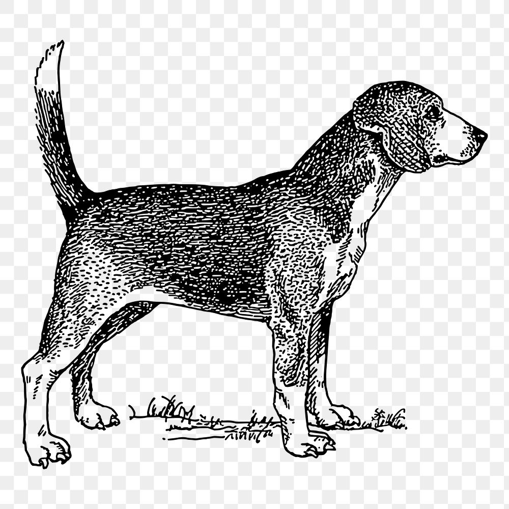 Beagle dog png drawing sticker vintage illustration, transparent background. Free public domain CC0 image.