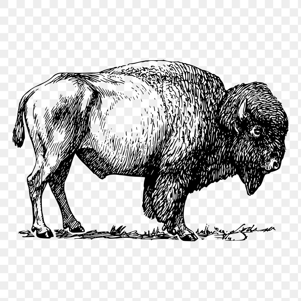 Bison drawing png, wild animal sticker vintage illustration, transparent background. Free public domain CC0 image.