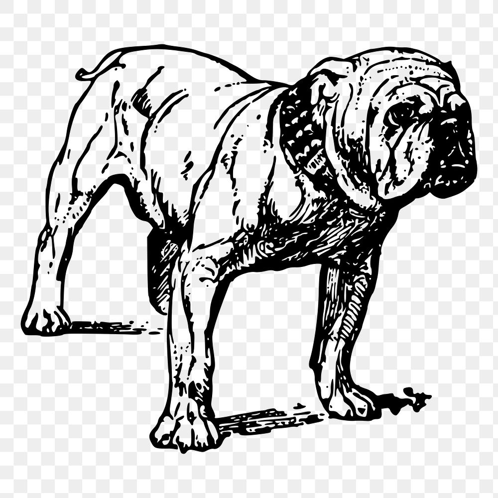 Grumpy bulldog png drawing sticker vintage illustration, transparent background. Free public domain CC0 image.