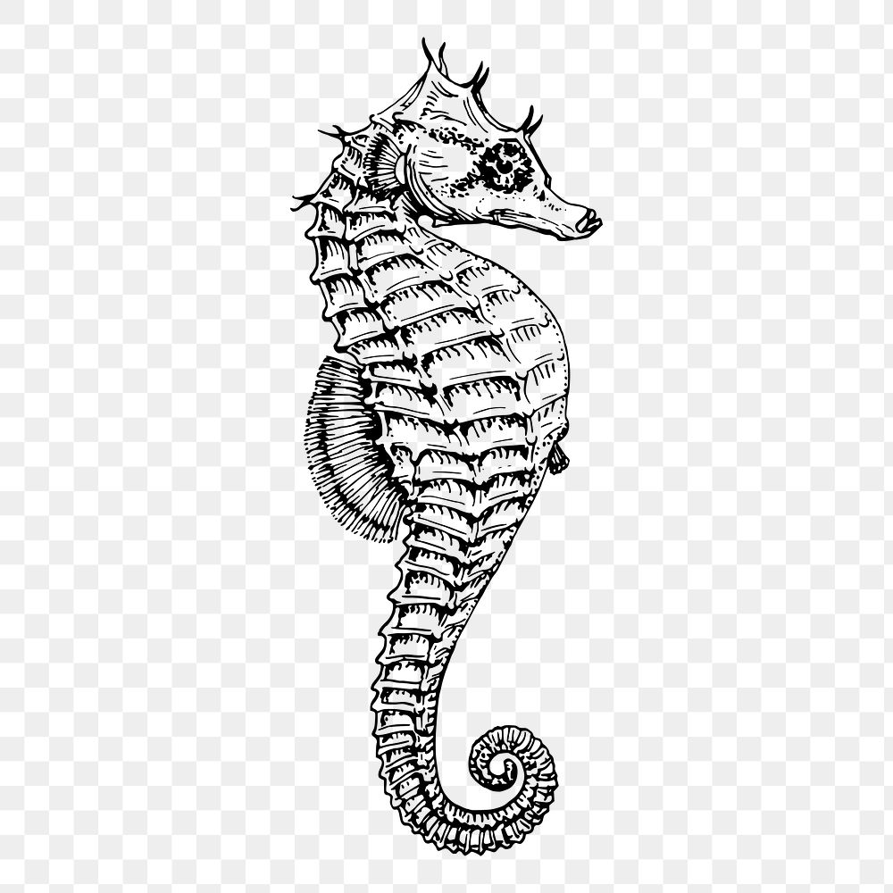 Seahorse png, underwater animal drawing sticker vintage illustration, transparent background. Free public domain CC0 image.