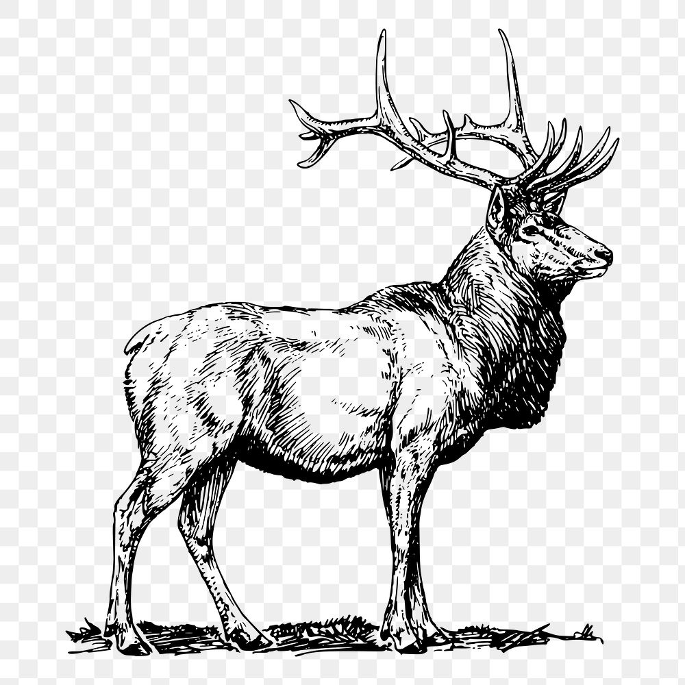 Elk png, wild animal drawing sticker vintage illustration, transparent background. Free public domain CC0 image.