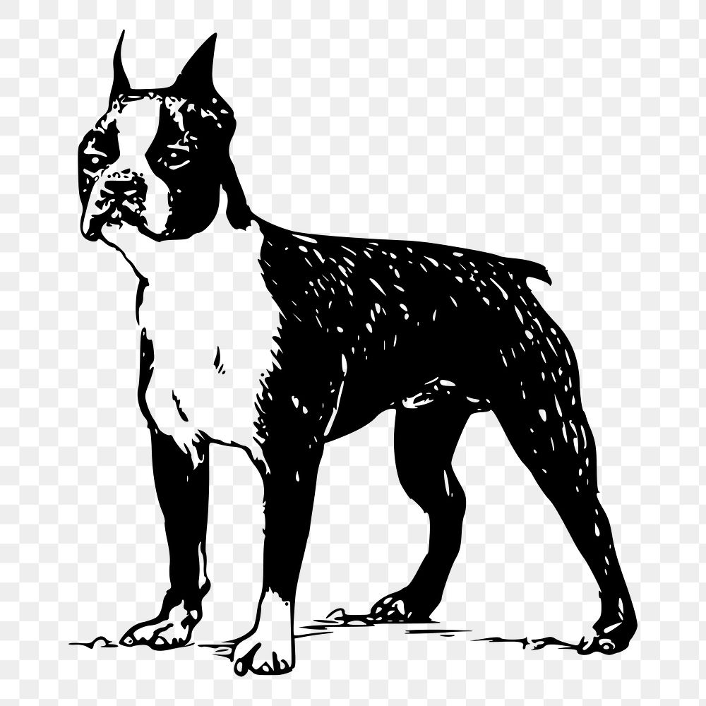 Boston Terrier dog png drawing sticker vintage illustration, transparent background. Free public domain CC0 image.