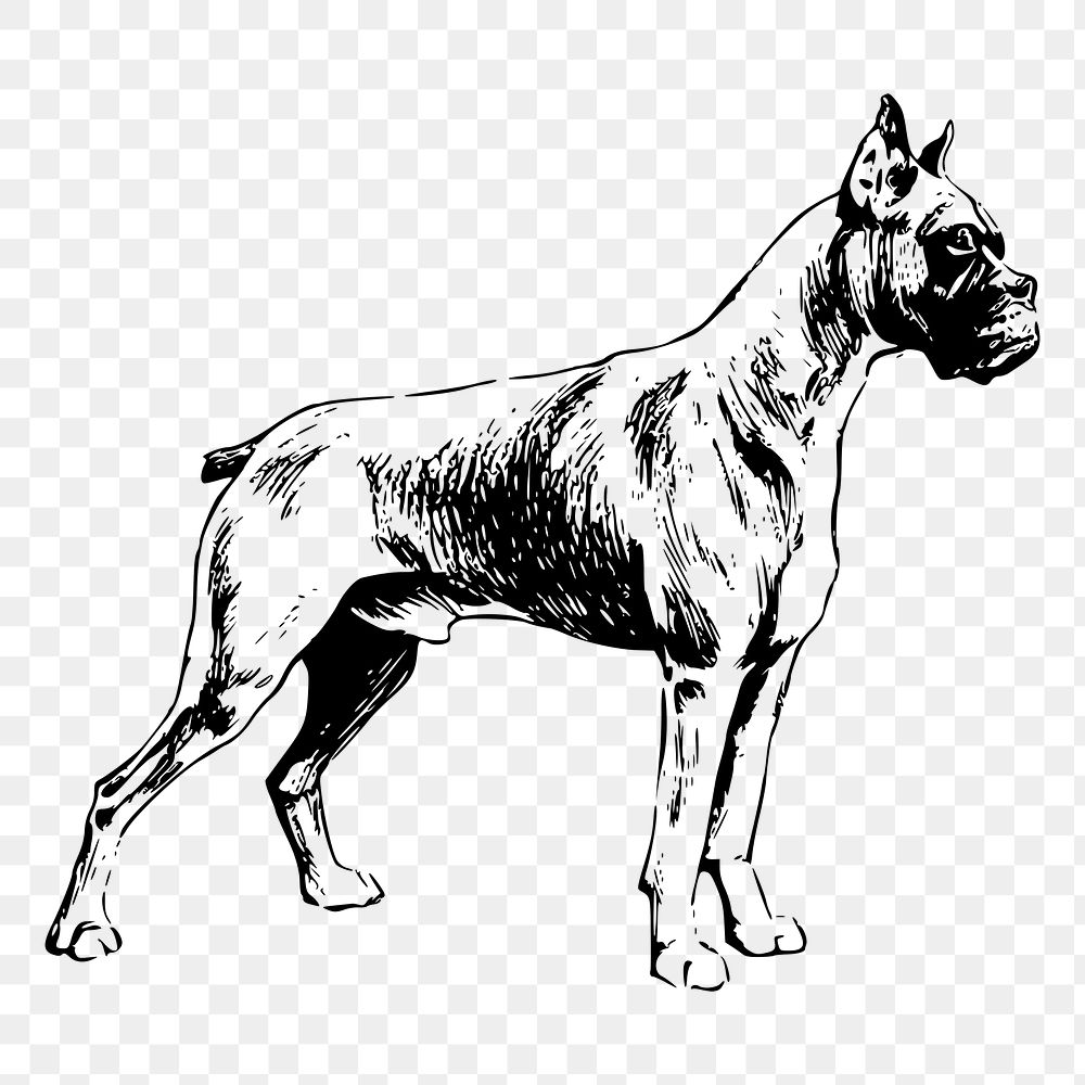 Boxer dog png drawing sticker vintage illustration, transparent background. Free public domain CC0 image.