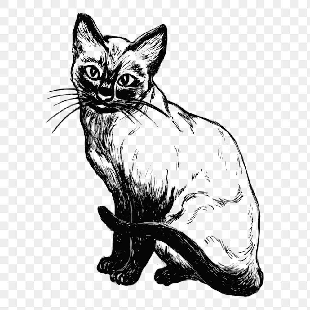 Siamese cat drawing png sticker vintage illustration, transparent background. Free public domain CC0 image.