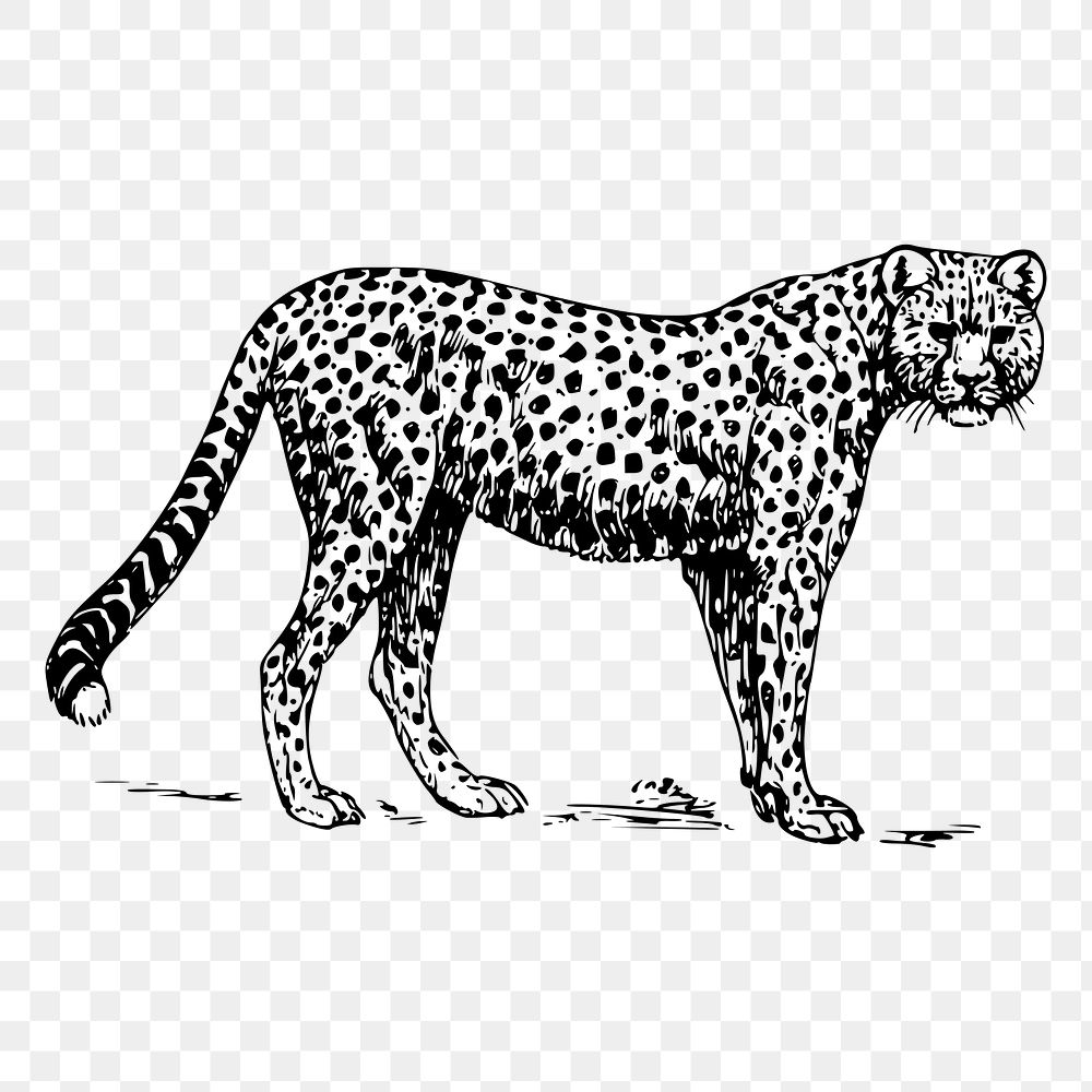 Cheetah drawing png, wild animal png sticker vintage illustration, transparent background. Free public domain CC0 image.