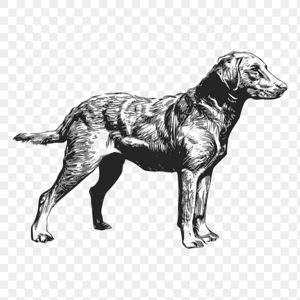 Retriever dog png drawing sticker vintage illustration, transparent background. Free public domain CC0 image.