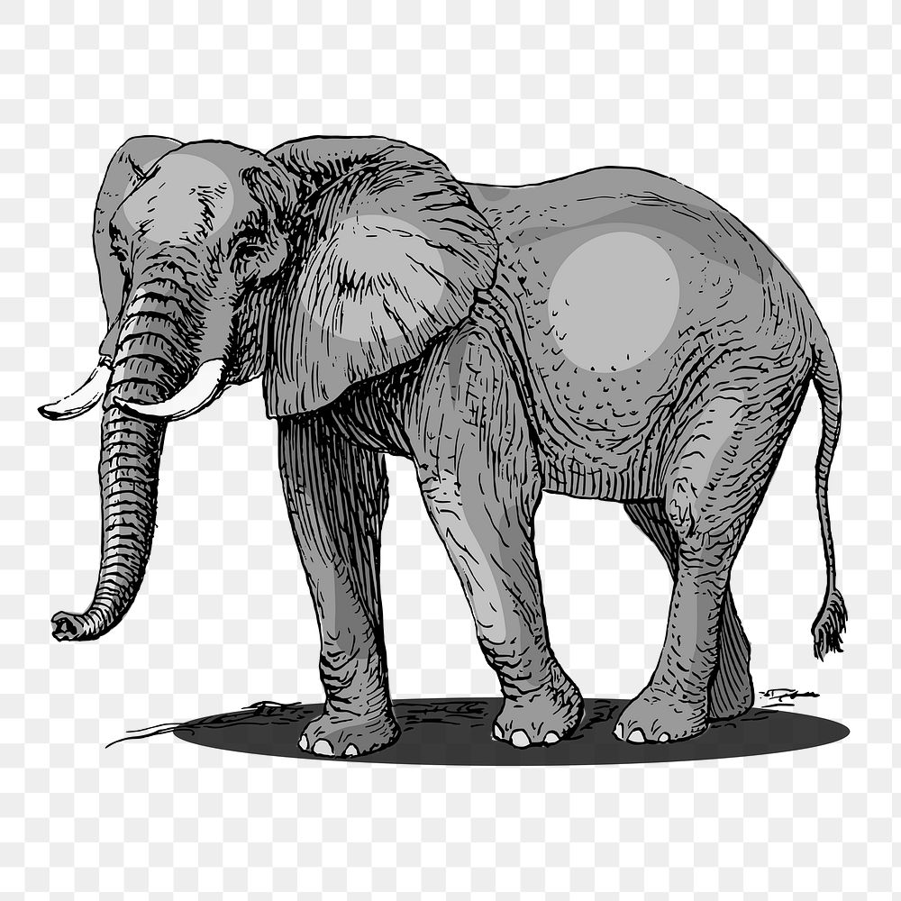 Walking African elephant. Ink black and white drawing Stock Photo - Alamy