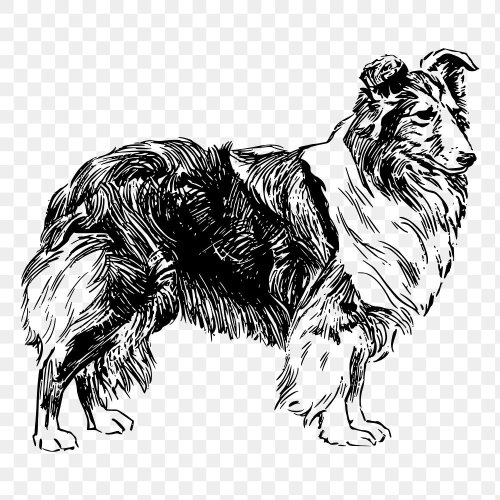 Shetland Sheepdog png drawing sticker vintage illustration, transparent background. Free public domain CC0 image.