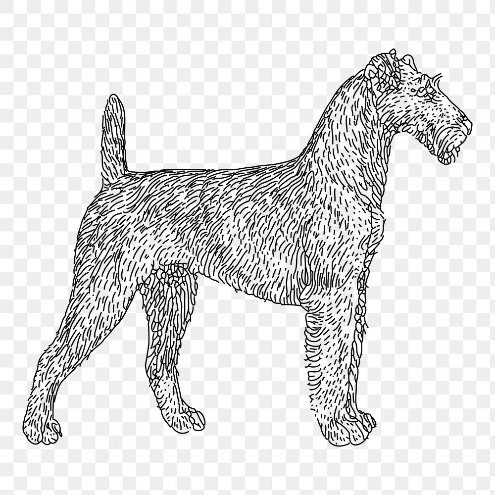 Irish Terrier dog png sticker, vintage animal on transparent background. Free public domain CC0 image.