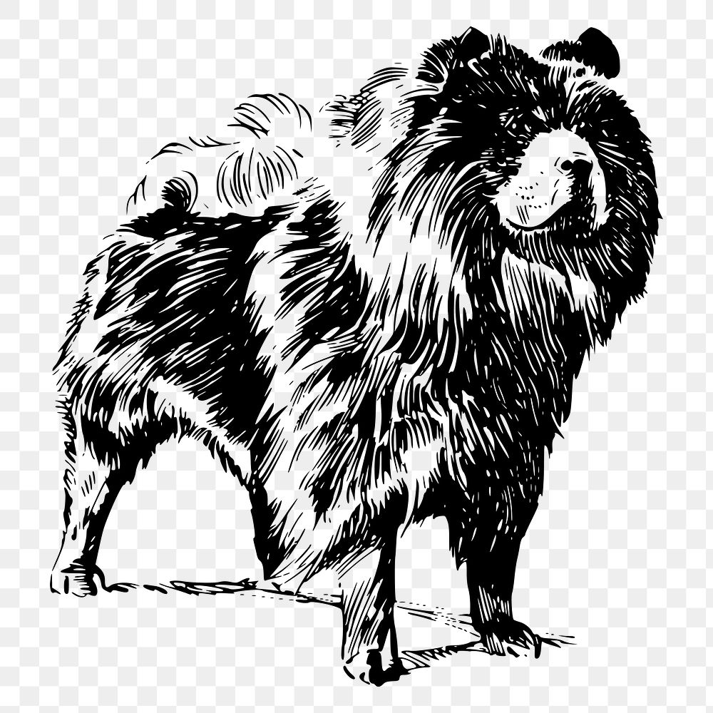 Chow Chow dog png drawing, vintage illustration, transparent background. Free public domain CC0 image.