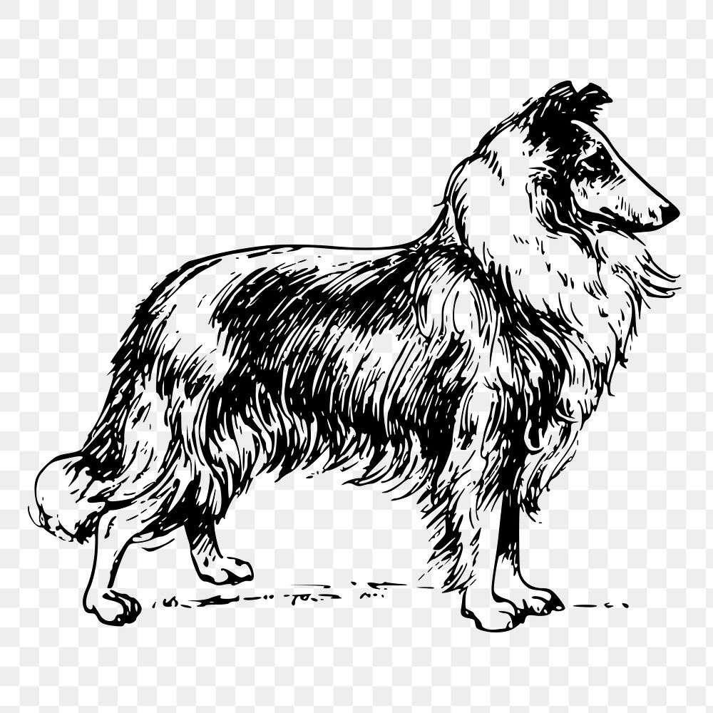 Collie dog png sticker, hand drawn illustration, transparent background. Free public domain CC0 image.