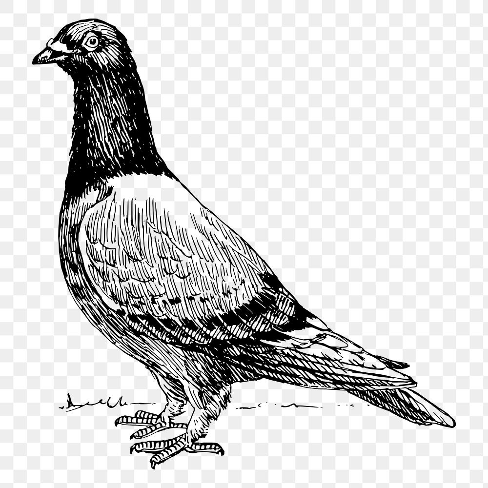 Pigeon bird png sticker, hand drawn animal illustration on transparent background. Free public domain CC0 image.