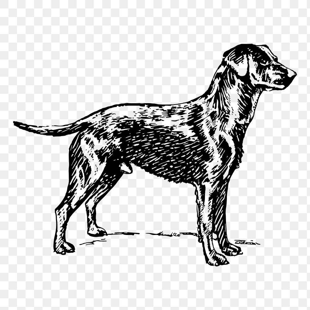 Labrador retriever dog png sticker, animal on transparent background. Free public domain CC0 image.